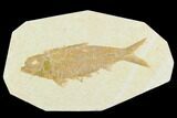 Fossil Fish (Knightia) - Green River Formation #130323-1